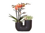 Orchidee Colibrì Set Di Orchidee Di Bolzano Arancioni E Succulente In Un Vaso Tubolare Decorativo Nero, Dimensioni 9 Cm