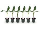 Greenboutiq - Pianta Da Frutto - Pianta Di Banano - Musa Sikkemensis Red Tiger - Resistente - 6 Piante - Vaso 17Cm Altezza 40Cm