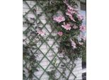 Traliccio Da Giardino Nature 50X150 Cm Pvc Verde 6040702