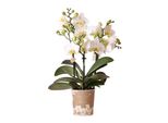 Orchidee Kolibri Orchidea Phalaenopsis Bianca Lausanne Vaso 9Cm Pianta Da Appartamento Fiorita Fresca Di Coltivazione