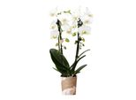 Kolibri Orchidee Bianche Phalaenopsis Orchidea Niagara Fall Vaso 9Cm Pianta Da Appartamento Fiorita Fresca Dal Coltivatore