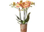 Kolibri Orchidee Arancioni Phalaenopsis Orchidea -35Cm Altezza Vaso 9Cm Fioritura Pianta D'appartamento Fresca Dal Coltivatore