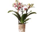 Orchidee Colibrì Orchidea Phalaenopsis Bianca Mineral Gibraltar Vaso 9Cm Fresco Di Coltivatore