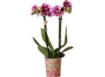Colibrì Orchidee Rosa Viola Phalaenopsis Orchidea El Salvador Vaso 9Cm Pianta Da Appartamento Fiorita Fresca Dal Coltivatore