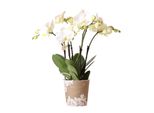 Orchidee Kolibri - Orchidea Phalaenopsis Bianca - Jewel Ghent - Dimensione Vaso 12Cm - Fresca Di Coltivazione