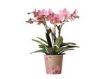 Kolibri Orchidee Old Pink Phalaenopsis Orchidea Gioiello Treviso Vaso 12Cm Pianta Da Appartamento Fiorita Fresca Dal Coltivatore