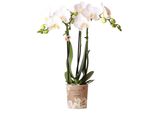 Kolibri Orchidee Bianche Phalaenopsis Orchidea Amabilis Vaso 9Cm Pianta Da Appartamento Fiorita Fresca Dal Coltivatore