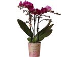 Colibrì Orchidee Viola Phalaenopsis Orchidea Morelia Dimensioni Del Vaso 9Cm Pianta Da Appartamento Fiorita Fresca Dal Coltivatore