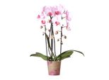 Orchidee Colibrì - Orchidea Phalaenopsis Rosa - Niagara Fall - Vaso Da 12 Cm - Fresca Di Coltivazione