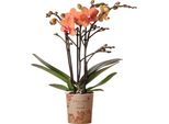 Colibrì Orchidee Arancione Phalaenopsis Orchidea Mineral Bolzano Vaso Dimensioni 9Cm Pianta In Vaso Fiorita Fresca Dal Coltivatore