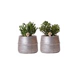 Set Di 2 Piante Grasse Kolibri Greens In Vasi Decorativi Scanalati D'argento - Dimensione Vaso In Vetroceramica 9Cm