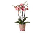 Colibrì Orchidee Phalaenopsis Rosa-Arancio Orchidea Gioiello Pirata Picotee Vaso 12Cm Fresco Di Coltivatore