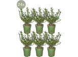 Piante Di Frank - Siepe Di Agrifoglio Di 1 Metro Con 6 Piante Resistenti Di Ilex Crenata 'Jenny'®