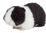 Living Nature Porcellino D'india Nero 18Cm Senza Suono Peluche Peluche Porcellino D'india Bambini