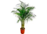Dypsis Lutescens (Palma Di Areca) - 180 Cm - Ø24