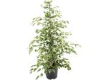 Meergroothandel Ficus Benjamina Twilight - 95 Cm, Ø 21 Cm