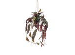 Begonia Maculata - Begonia Trota 80 Cm, Una Vera Pianta Artificiale Per L'arredamento Di Interni
