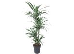 Everyplants Dracaena Warneckei - 150 Cm, Ø 24 Cm