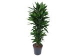 Tutte Le Piante Dracaena Janet Lind Ramificata - 150 Cm, Ø 31 Cm