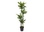 Everyplants Dracaena Golden Coast - 170 Cm, Ø 27 Cm