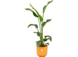 Combi Deal - Strelitzia Nicolai Inclusief Elho Jazz Round Geel Ø23 - 100 Cm