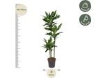 Dracaena Janet Lind - 160 Cm - Ø24