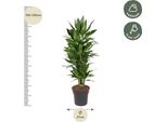 Dracaena Janet Lind Vertakt - 110 Cm - Ø27