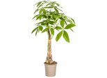 Pachira Aquatica - Pianta Da Giardino Ø21Cm - Altezza 100Cm - Pianta Da Appartamento Di Facile Cura