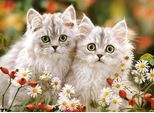 Gattini Persiani Castorland, Puzzle 200 Pezzi