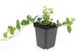 Copertura Del Terreno - Pervinca A Foglie Piccole - Vinca Minor 'Ralph Shugert' - Vaso Da 9 Cm - Set Di 40 Piante