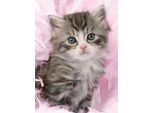 Puzzle Ravensburger Gattino Carino 500 Pezzi