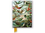 Linea Di Appunti Tw Colibrì Ernst Haeckel