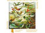 Ernst Haeckel: Colibrì (Rivista In Quarto Smerigliato)