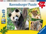 Panda, Tigre E Leone Ravensburger 05666
