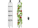 Traliccio Di Piante Rampicanti, Picchetto Della Pianta, Traliccio Della Pianta, Vite Rampicante Di Giardinaggio, Vite Rampicante Della Pianta