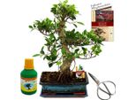 Bonsai Chin. Albero Di Fico Ficus Retusa Circa 12-15 Anni Vaso Da 30 Cm Set Regalo Con Forbici E Fertilizzante