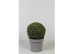 Palla Di Bosso Ø 22-25 Cm - Sempreverde E Resistente - Buxus Sempervirens - Giardino, Vasca, Siepe, Balcone