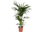 Palma Kentia (Howea Forsteriana) 140-160 Cm - Elegante Pianta Tropicale Per Interni