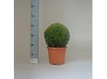 Palla Di Bosso Ø 35 Cm - Pianta Artificiale Sempreverde Buxus Sempervirens Per Giardino E Decorazione