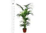 Palma Kentia (Howea Forsteriana) 180-190 Cm - Elegante Pianta Tropicale Per Interni