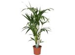 Palma Kentia (Howea Forsteriana) 100-120 Cm - Elegante Pianta Tropicale Per Interni