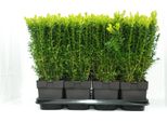 Bosso Ca. 40 Cm - Buxus Sempervirens Pianta In Vaso | Arbusto Sempreverde Siepe Pianta Da Giardino Resistente