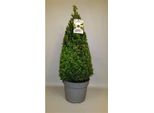 5 Pezzi Piramide Di Bosso 90 Cm - Buxus Sempervirens A Forma Conica, Sempreverde, Resistente, Topiaria In Vaso Per Giardino, Terrazzo, Ingresso