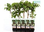 Kiwi D'uva Ken's Red - Kiwi Nano Femmina - Actinidia Arguta - Resistente - Pianta In Vaso 50-70 Cm - Mini Kiwi