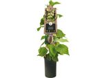 Pianta Di Kiwi Maschio Atlas 50-70 Cm - Actinidia Chinensis - Fertilizzante Per Kiwi Femmina - Resistente All'inverno