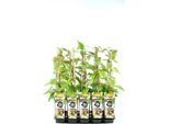 Kiwi Autoimpollinante Jenny 70 Cm - Actinidia Chinensis - Resistente, Dolce E Ad Alto Rendimento Per Il Giardino O La Vasca Da Bagno