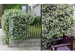 Gelsomino Stellato 120 Cm Circa - Sempreverde, Profumato E Resistente | Trachelospermum Jasminoides Pianta Rampicante