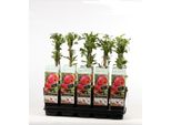 Pianta Di Melograno Punica Granatum 50-70 Cm In Vaso - Pianta Ornamentale E Albero Da Frutto Per Giardino, Balcone E Terrazza