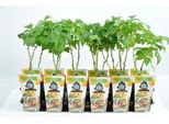Rubus Idaeus 'Fallgold' - Lampone Giallo, 60-70 Cm | Resistente All'inverno, Dolce E Aromatico | Lampone Autunnale Per Giardino E Balcone