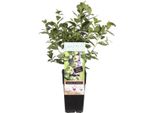 Mirtillo Northland Circa 60 Cm - Vaccinium Corymbosum, Pianta Robusta Di Mirtillo, Cespuglio Di Bacche Per Giardino E Contenitori